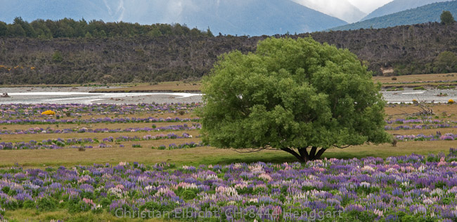 Auf dem Weg vom Milford Sound zurück nach Te Anau (Südinsel).
