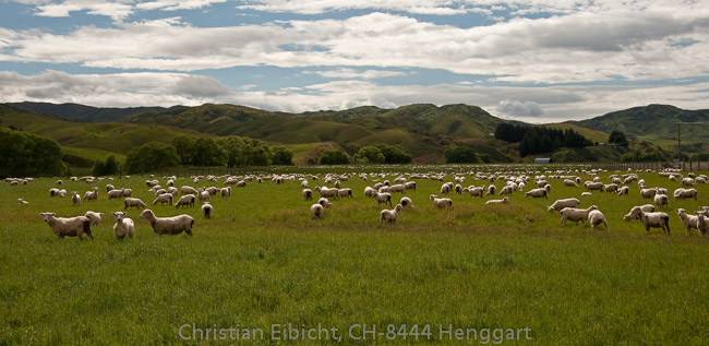 Schafherden auf dem Weg von Te Anau nach Lumsden auf der Südinsel.