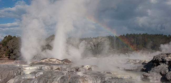 Der Pohutu-Geysir im Te-Puia Park bei Rotorua (Nordinsel).